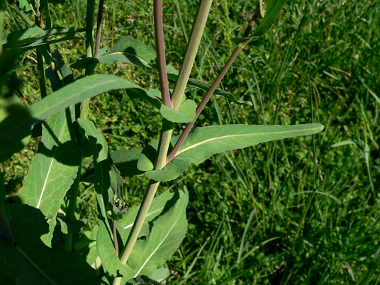 {Brassica napus}